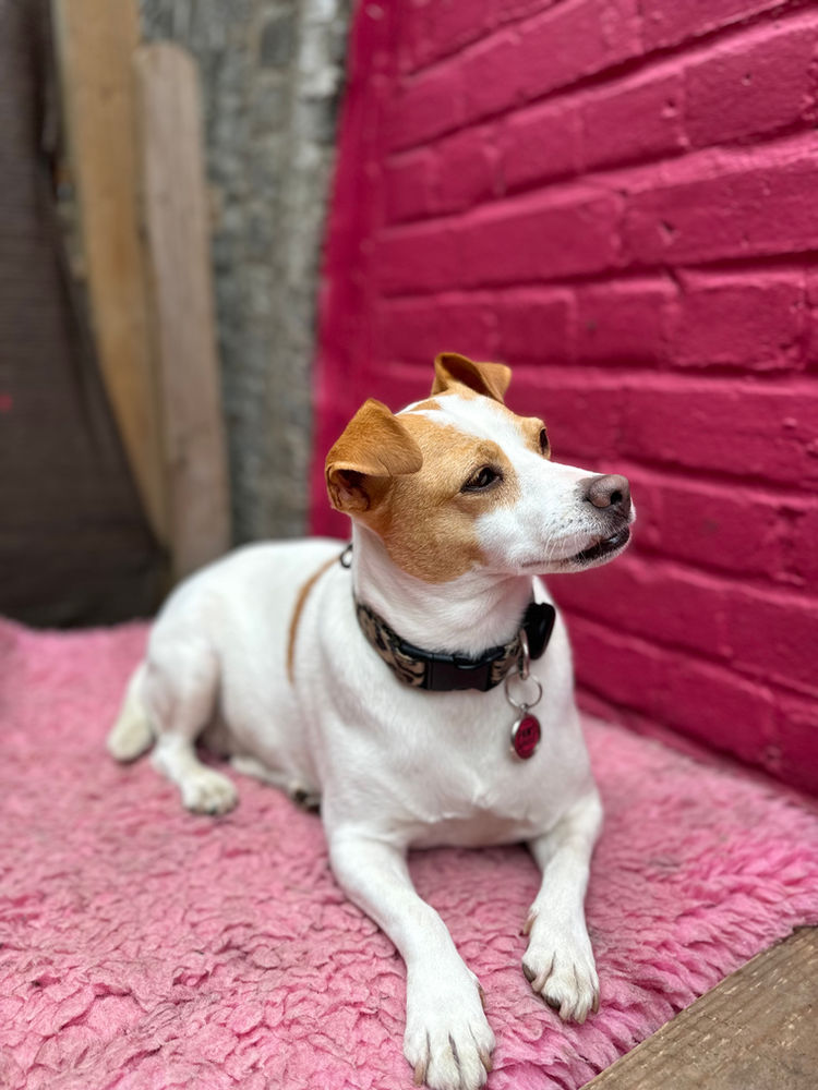 A white and tan terrier resting on a pink blanket