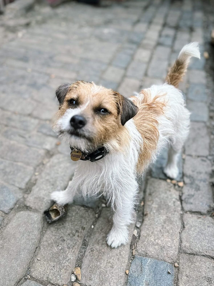A wire-haired terrier looking up outdoors